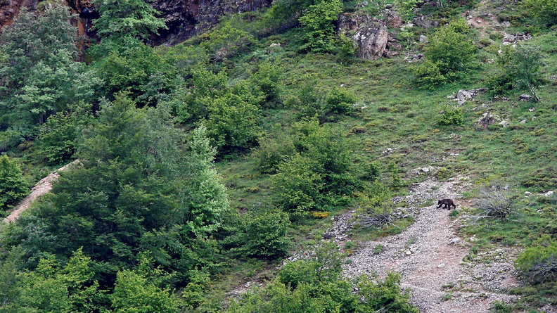 Cantabrian Brown Bear (Ursus arctos arctos) ambles through the Somiedo Natural Park in Asturias, northern Spain